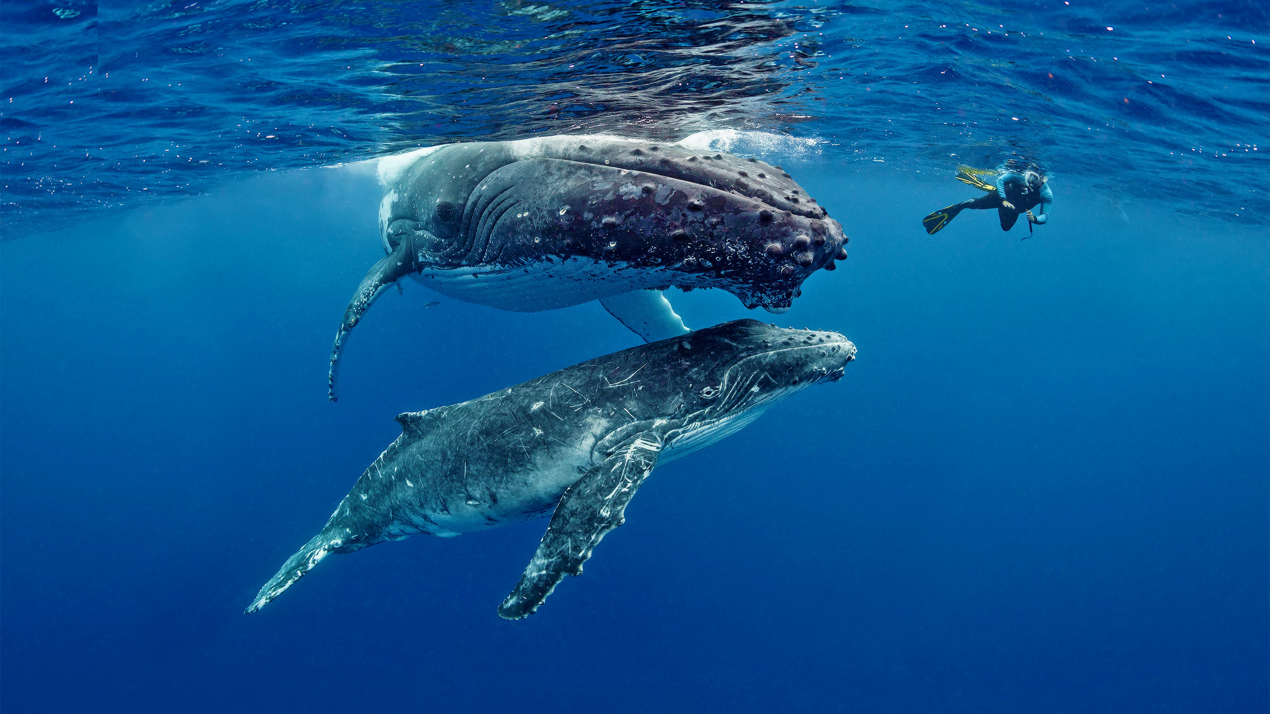 Swim With Whales Tonga