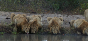 Lions of The Sabi Sand