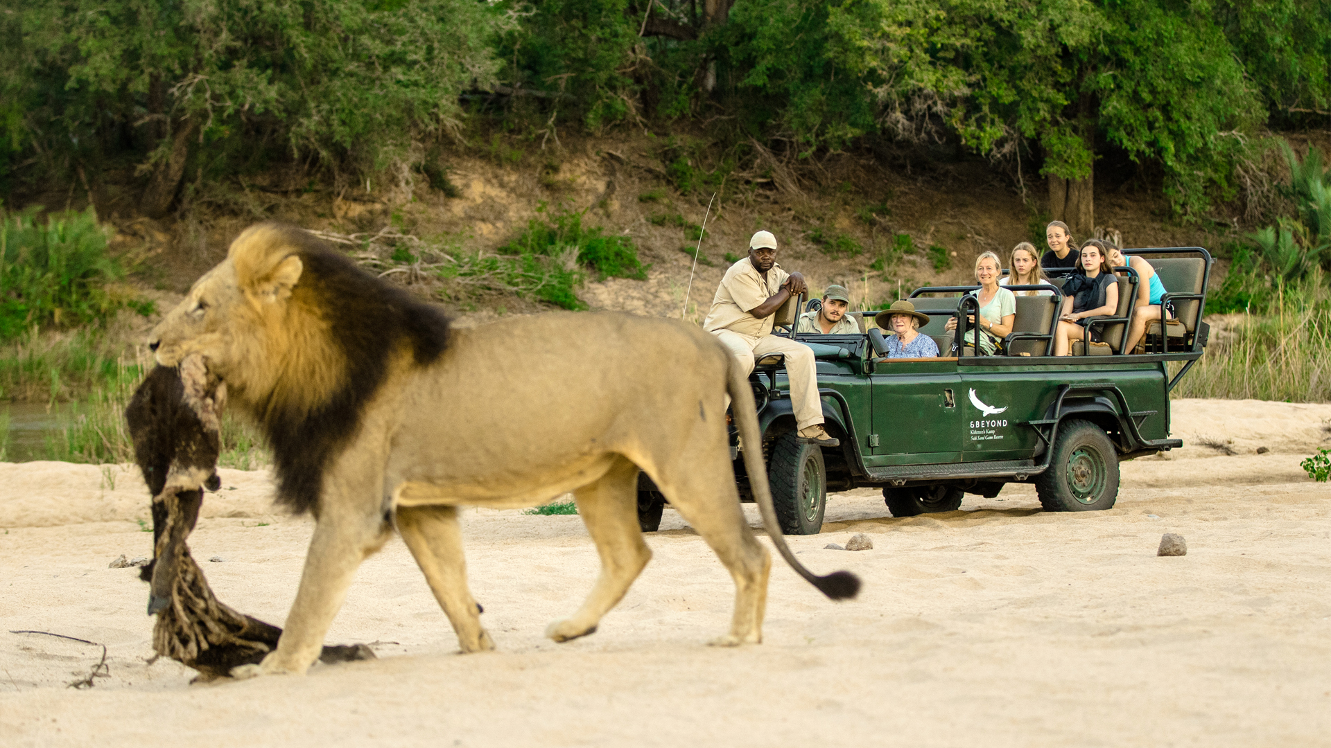 Lions of the Sabi Sand