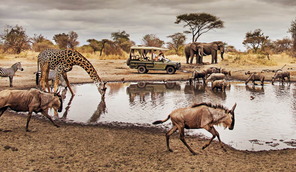 Tour to Serengeti Safaris: Why this Destination should be in your Bucket List for 2022?