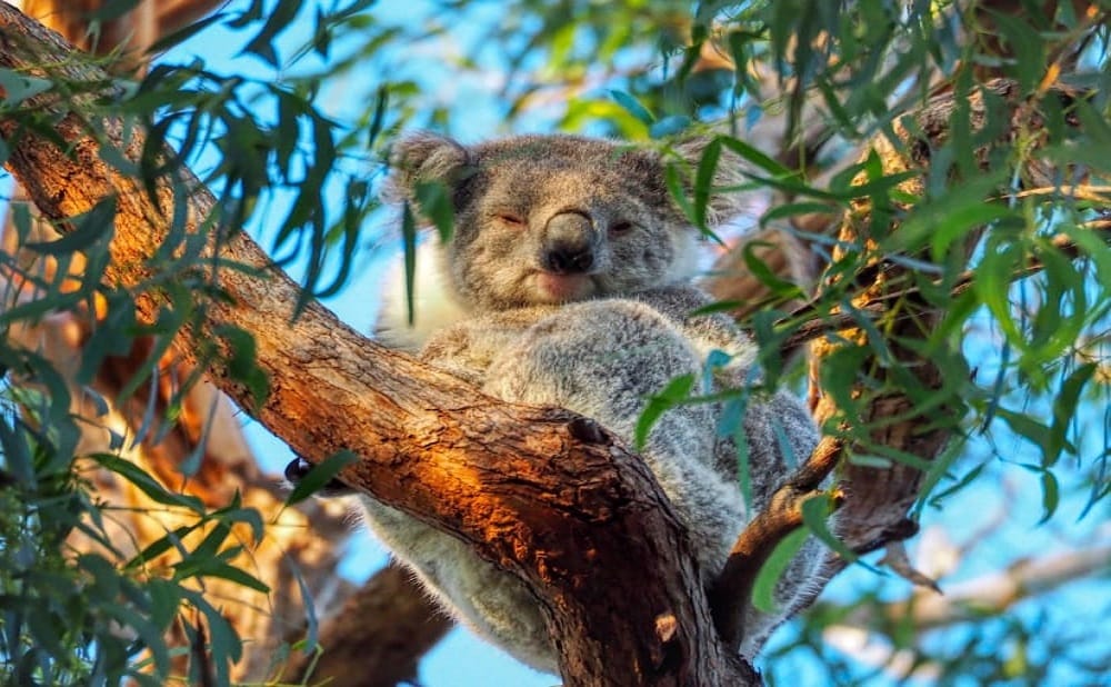 Raymond Island Koala Trail